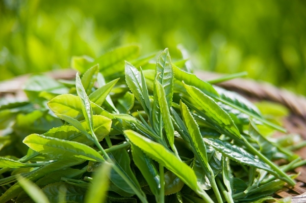 Cách trị mụn cơm với lá trà xanh