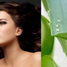 Cách chăm sóc tóc với nha đam an toàn và hiệu quả