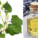 Kem chống nắng từ thiên nhiên với dầu dừa + rau diếp cá