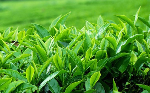 Cách trị mụn mủ từ thiên nhiên bằng trà xanh