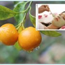 Quất - nguyên liệu làm đẹp tuyệt vời cho phái đẹp