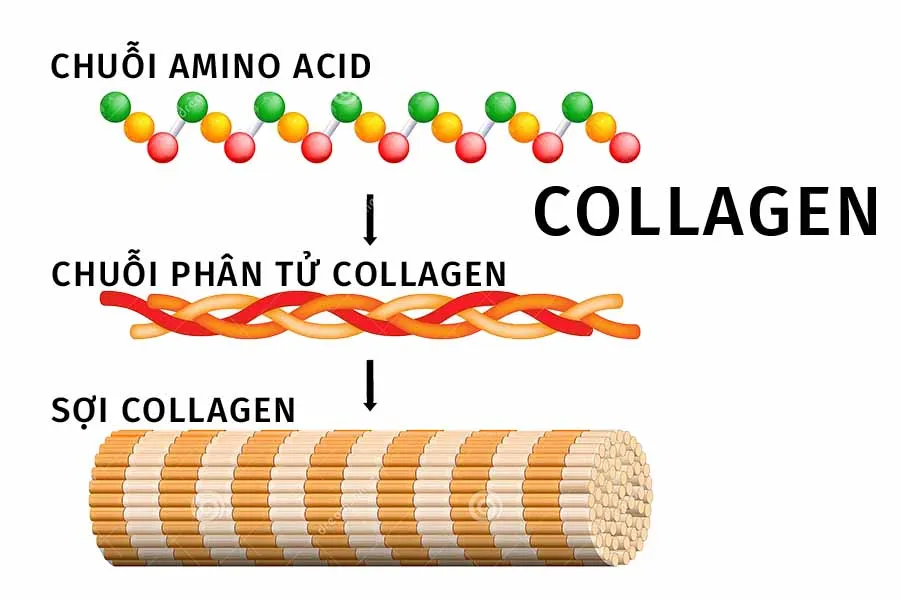 Cấu trúc của sợi Collagen