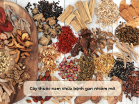 Cây thuốc nam chữa bệnh gan nhiễm mỡ