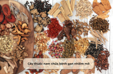 Cây thuốc nam chữa bệnh gan nhiễm mỡ