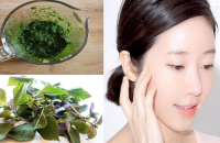 Uống nước lá tía tô có trắng da không