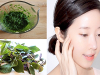 Uống nước lá tía tô có trắng da không