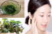Uống nước lá tía tô có trắng da không